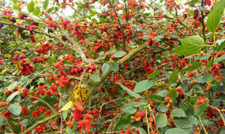 Dâu tằm được giá, người dân phấn khởi thu hoạch