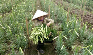 Loa kèn nở rộ chính vụ, giá 'tỷ lệ nghịch' nguồn cung