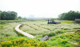 Vườn hoa tam giác mạch nở trái mùa ở ngoại ô Hà Nội