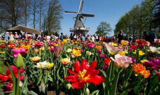 Vườn hoa tulip đẹp như tranh vẽ ở Hà Lan