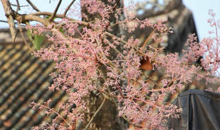 Hoa ngô đồng nở rộ trong Hoàng cung Huế