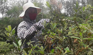  “Lộc rừng” trên đồi sim