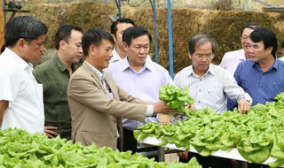 Thiếu hợp tác xã, nông dân và doanh nghiệp 'chơi vơi'