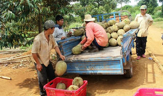 Tiêu rớt giá, đổ xô trồng sầu riêng ở Tây Nguyên