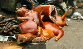 Tin vui cho những người yêu chó