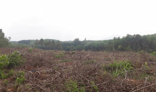 134ha rừng phòng hộ bị 'xóa sổ', nghi nhiều cán bộ 'hưởng lộc' bất chính