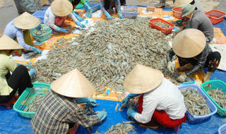 Phụ phẩm tôm là tài nguyên, không phải phế liệu