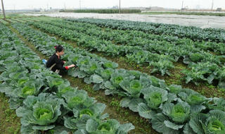 Tiếp thu, chỉnh lý Luật Trồng trọt, Luật Chăn nuôi: Cần bổ sung thêm điều kiện về nguồn nhân lực để kiểm duyệt giống