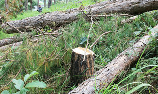 Vi phạm Luật Bảo vệ và Phát triển rừng ở Lâm Đồng vẫn diễn biến phức tạp