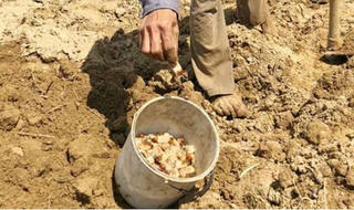 Đổ xô ra bãi sông săn 'xuân dược' cho giới 'mày râu'