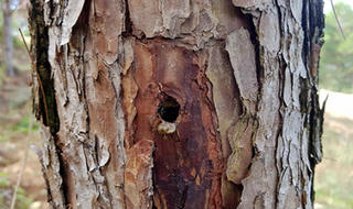 “Giết cây”, hại người