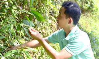 Tiến sỹ trẻ đem lại “danh phận” cho cây vú bò, ngọc cẩu