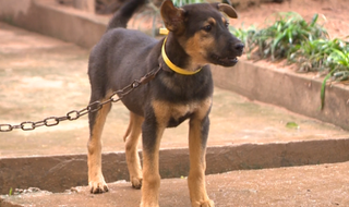 Cấm đối xử vô nhân đạo với vật nuôi