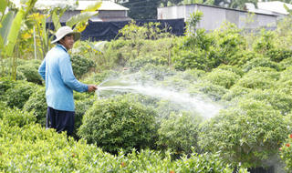 Nhà vườn miền Tây tất bật chuẩn bị hoa Tết
