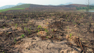 Nghệ An: Nghi vấn giả mạo hồ sơ hưởng chính sách trồng rừng