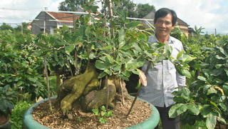 'Nghệ sỹ' mai bonsai nổi tiếng miền Trung