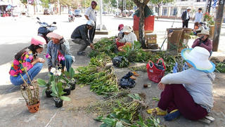 Tận diệt lan rừng