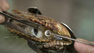 Nghề nuôi trai lấy ngọc ở Nhật Bản: Tuyệt tác từ nỗi đau của trai và mồ hôi con người 