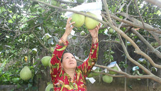 Làng bưởi Tân Triều rộn ràng mùa Tết 