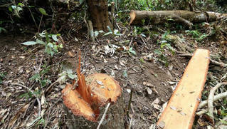 Giải pháp gì để lệnh đóng cửa rừng được thực hiện nghiêm túc?