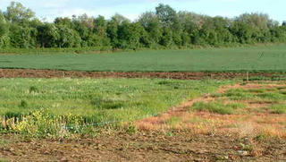 Yêu cầu xử lý dứt điểm vi phạm quản lý đất đai tại Thạch Thất, Hà Nội