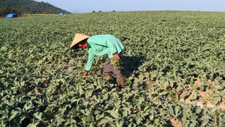Đừng chừa đất sống cho 'bảo kê'
