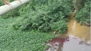 Ám ảnh dòng nước đổi màu như 'tắc kè hoa' ở Dương Nội - Hà Đông