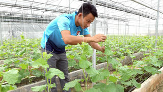 Chàng trai xứ Nghệ gác bằng đại học làm ông chủ vườn dưa
