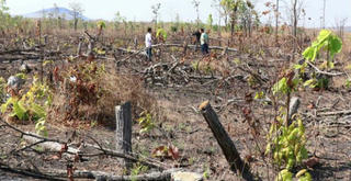 Đắk Lắk: Rừng liên tiếp bị tàn phá, cán bộ vẫn… vô can