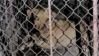 Nữ lao công bị chó cắn phải nhập viện