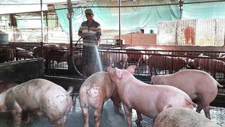 Khống chế dịch tả lợn châu Phi trong thời gian nhanh nhất 