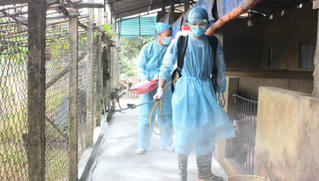 Tiếp tục quyết liệt phòng, chống Dịch tả lợn châu Phi 