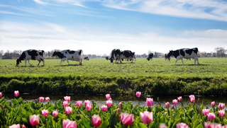 Tất tần tật về DHA chuẩn Hà Lan trong Sữa bột Dutch Lady mẹ nên biết