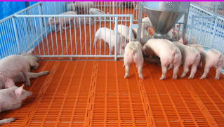 Nghiên cứu mới về loại thuốc chống bệnh dịch tả lợn châu Phi