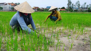 Bổ sung điều kiện chuyển đổi đất trồng lúa