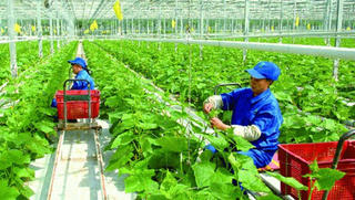 Tăng cường giải pháp đầu tư vào nông nghiệp 