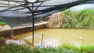 Phát hiện thi thể đôi nam nữ ôm nhau dưới hồ 