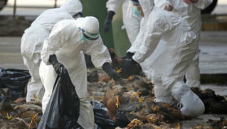 Xuất hiện hai ổ dịch cúm A/H5N6 tại Bà Rịa-Vũng Tàu