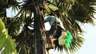 Nhọc nhằn nghề trèo cây thốt nốt