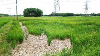 Thừa Thiên - Huế: Nắng hạn kéo dài, hàng ngàn ha lúa thiếu nước