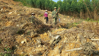 Báo động trong quản lý sử dụng đất tại các công ty nông, lâm nghiệp: 57 ngàn ha đất lấn chiếm, tranh chấp không kiểm soát được