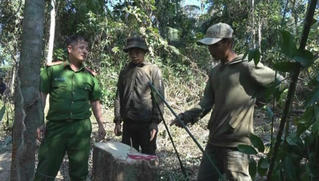 Bất thường phía sau một vụ bắt quả tang phá rừng