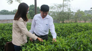 Hành trình “hồi sinh” thương hiệu chè sạch nức tiếng Thủ đô