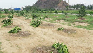 Người phụ nữ thuê người phá tài sản của chủ tịch xã 