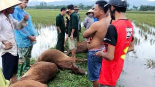 1 người nguy kịch, 6 con bò bị chết vì sét đánh