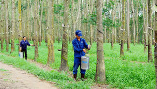 Cần tái cơ cấu ngành cao su