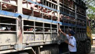 Kiểm soát chặt vận chuyển lợn qua biên giới