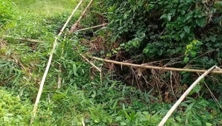 Xác định danh tính thi thể không đầu trong bụi rậm