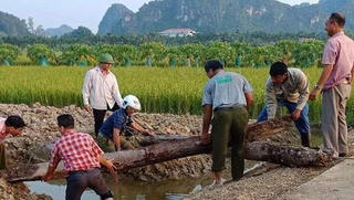 Mở rộng nghiên cứu bãi cọc gần nghìn năm tuổi ở Hải Phòng