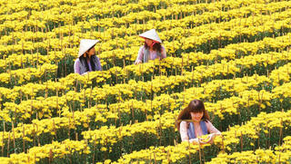 Nhộn nhịp hoa kiểng miền Tây